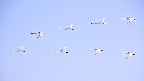 投票显示多数玩家认为今年看不到GTA 6的新预告片